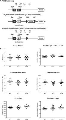 Phosphorylation at Serines 157 and 161 Is Necessary for Preserving Cardiac Expression Level and Functions of Sarcomeric Z-Disc Protein Telethonin